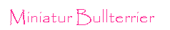 Textfeld: Miniatur Bullterrier
